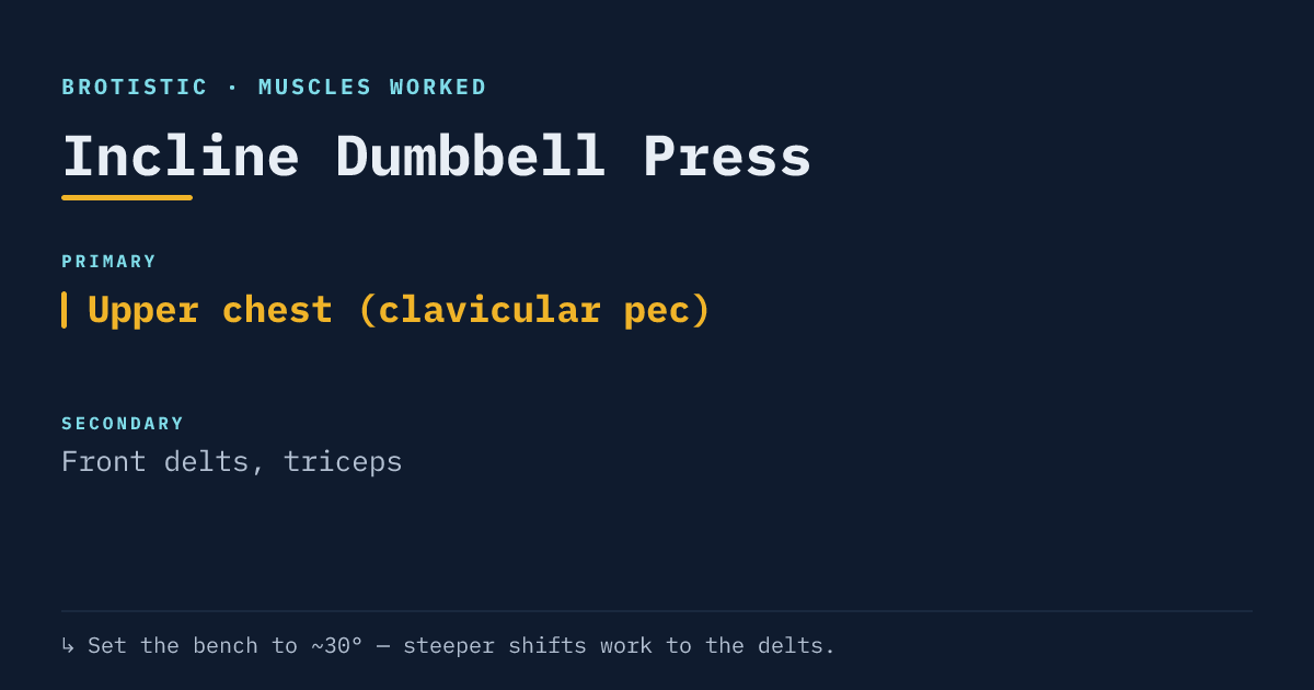 Muscles worked by the incline dumbbell press: primary upper chest (clavicular pec), secondary front delts and triceps