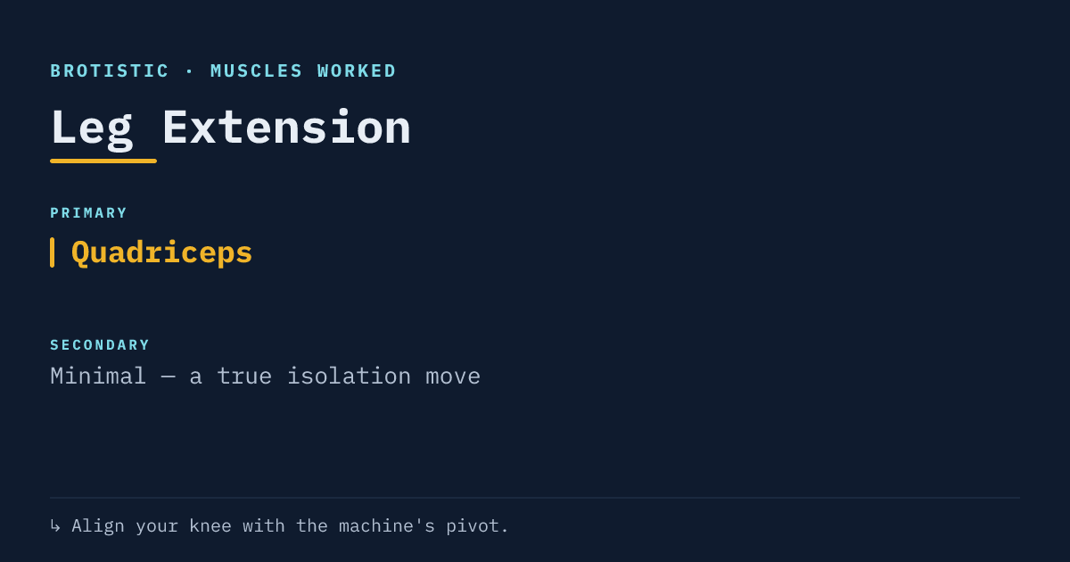Muscles worked by the leg extension: primary quadriceps, a true isolation move for the front of the thigh